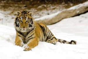 Snowy Afternoon Tiger222912820 300x200 - Snowy Afternoon Tiger - Toco, Tiger, Snowy, Afternoon